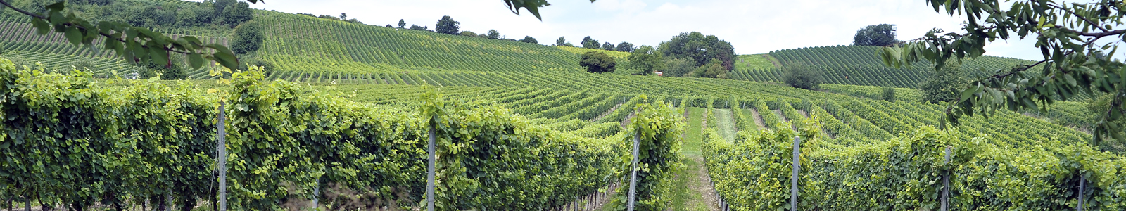 Blick auf Weinbergshänge © Dienstleistungszentren Ländlicher Raum